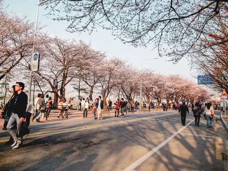 Cerisiers en fleurs au parc Yeouido
