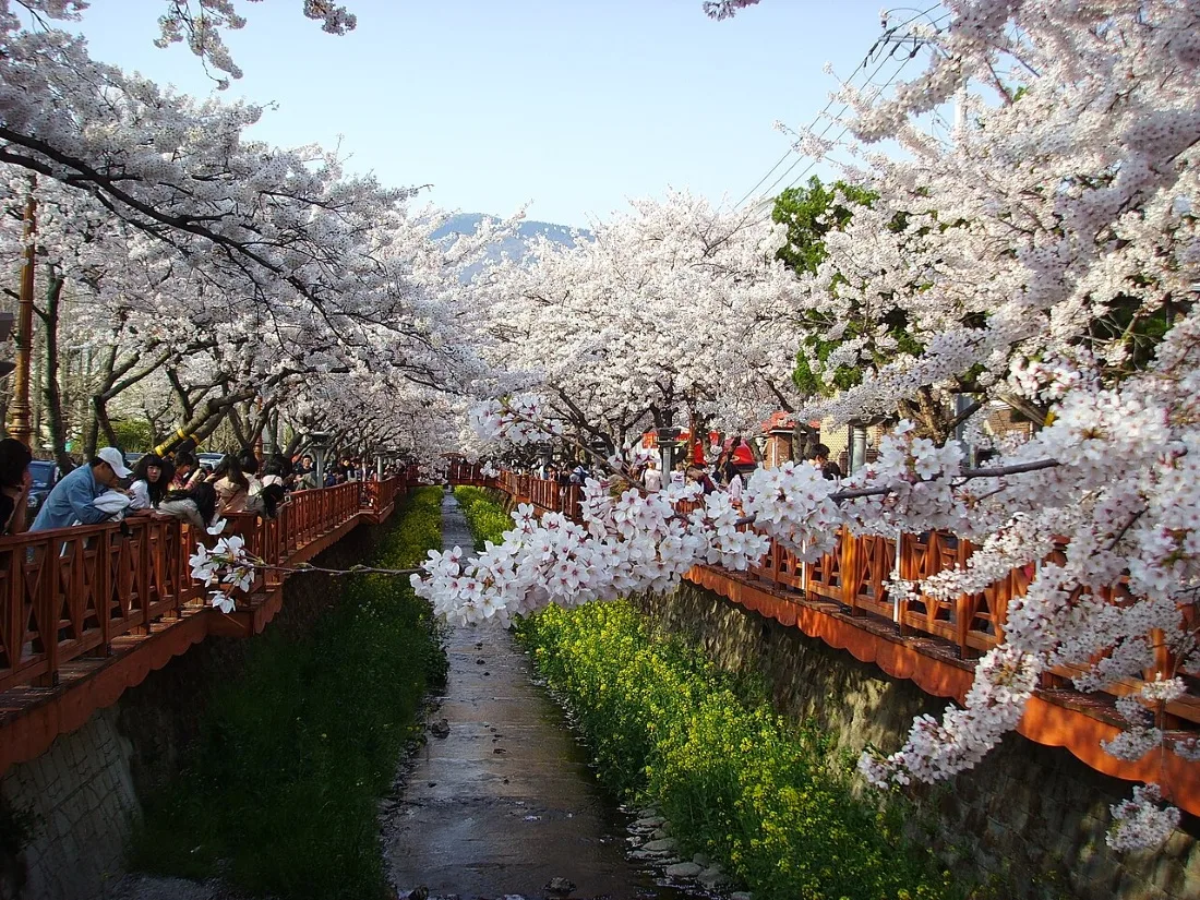 Les plus beaux festivals de printemps et d’automne en Corée du Sud